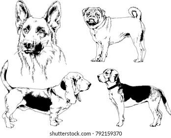 vector drawings sketches pedigree dogs in the racks drawn in ink by hand , objects with no background