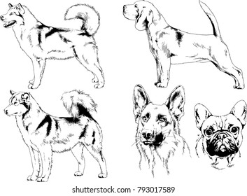 vector drawings sketches pedigree dogs in the racks drawn in ink by hand , objects with no background