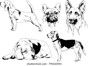 vector drawings sketches pedigree dogs in the racks drawn in ink by hand , objects with no background