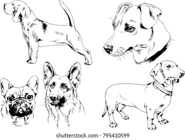 vector drawings sketches pedigree dogs in the racks drawn in ink by hand , objects with no background