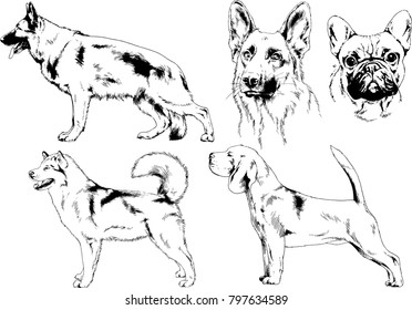 vector drawings sketches pedigree dogs in the racks drawn in ink by hand , objects with no background