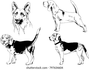 vector drawings sketches pedigree dogs in the racks drawn in ink by hand , objects with no background