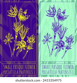 Vector drawings SMALL PASQUE FLOWER. Hand drawn illustration. Latin name PULSATILLA PRATENSIS L.
