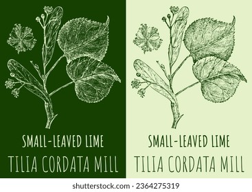 Vector drawings SMALL-LEAVED LIME. Hand drawn illustration. Latin name TILIA CORDATA MILL.
