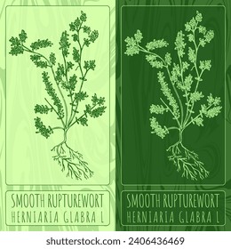 Vektorgrafiken SMOOTH RUPTUREWORT. Handgezeichnete Illustration. lateinischer Name HERNIARIA GLABRA L.
