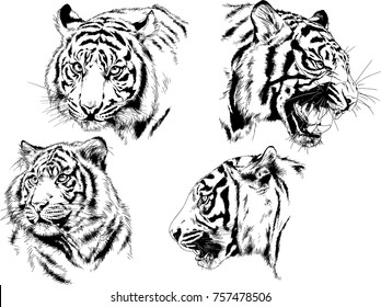vector drawings snarling jaws of a tiger drawn in ink freehand sketches for tattoos with no background