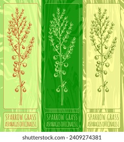 Vector drawings SPARROW GRASS. Hand drawn illustration. Latin name ASPARAGUS OFFICINALIS L.
