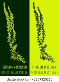 Dibujos vectoriales de SPINULUM ANNOTINUM. Ilustración dibujada a mano. Nombre latino LYCOPODIUM ANNOTINUM L.
