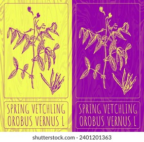 Vector drawings SPRING VETCHLING. Hand drawn illustration. Latin name OROBUS VERNUS L.
