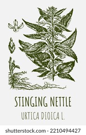 Vector drawings of STINGING NETTLE. Hand drawn illustration. Latin name URTICA DIOICA L.
