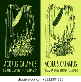 Vektorgrafik-Skulpturen oder Moskrattenwurzel. Handgezeichnete Illustration. lateinischer Name ACORUS CALAMUS L.
