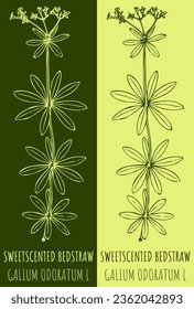 Vector drawings SWEETSCENTED BEDSTRAW. Hand drawn illustration. Latin name GALIUM ODORATUM  L.
