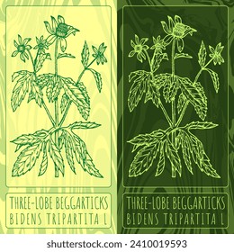 Vektorgrafiken zeichnen DREI-LOBE-BEGGARTICKS. Handgezeichnete Illustration. Latin name BIDENS TRIPARTITA L.
