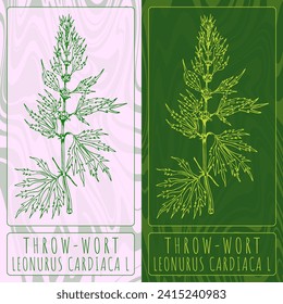 Dibujos vectoriales a TRAVÉS DE LA PALABRA. Ilustración dibujada a mano. Nombre en latín LEONURUS CARDIACA L.
