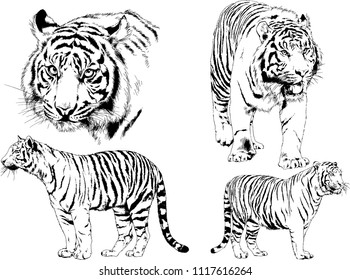 vector drawings of tigers, lions and leopards , painted with ink from hands without a background