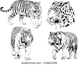 vector drawings of tigers, lions and leopards , painted with ink from hands without a background