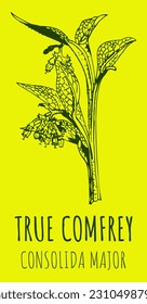 Vector drawings True Comfrey. Hand drawn illustration. Latin name COSOLIDA MAJOR.
