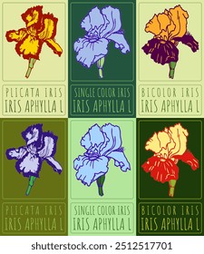 Desenhos vetoriais tipos de cor da íris do jardim. Ilustração desenhada à mão. Nome latino IRIS APHYLLA L.
