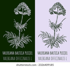 Vector drawings VALERIANA BALTICA PLEIJEL. Hand drawn illustration. Latin name VALERIANA OFFICINALIS  L.
