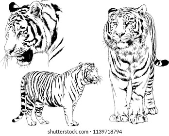 vector drawings various predators, tigers , lions and leopards, hand-drawn ink illustrations sketches
