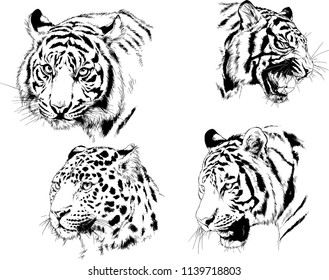 vector drawings various predators, tigers , lions and leopards, hand-drawn ink illustrations sketches
