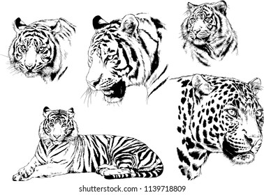 vector drawings various predators, tigers , lions and leopards, hand-drawn ink illustrations sketches
