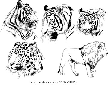 vector drawings various predators, tigers , lions and leopards, hand-drawn ink illustrations sketches
