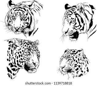 vector drawings various predators, tigers , lions and leopards, hand-drawn ink illustrations sketches
