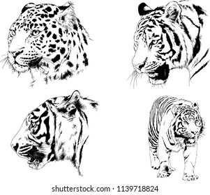 vector drawings various predators, tigers , lions and leopards, hand-drawn ink illustrations sketches
