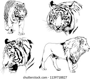 vector drawings various predators, tigers , lions and leopards, hand-drawn ink illustrations sketches
