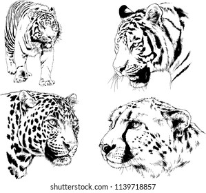 vector drawings various predators, tigers , lions and leopards, hand-drawn ink illustrations sketches

