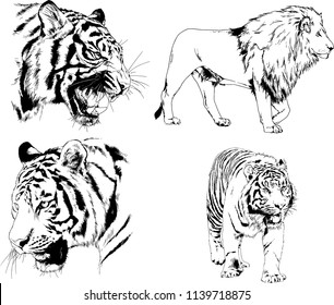 vector drawings various predators, tigers , lions and leopards, hand-drawn ink illustrations sketches
