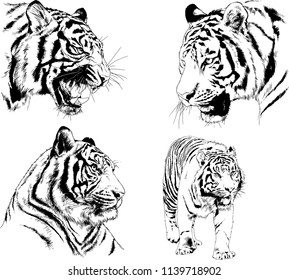 vector drawings various predators, tigers , lions and leopards, hand-drawn ink illustrations sketches
