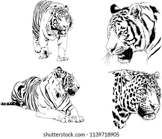 vector drawings various predators, tigers , lions and leopards, hand-drawn ink illustrations sketches
