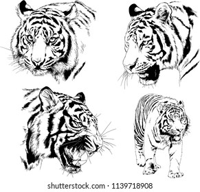 vector drawings various predators, tigers , lions and leopards, hand-drawn ink illustrations sketches
