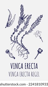 Vector drawings of Vinca. Hand drawn illustration. Latin name Vinca erecta REGEL 
