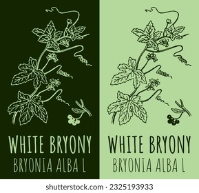 Vector drawings WHITE BRYONY . Hand drawn illustration. Latin name BRYONIA ALBA L.
