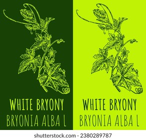 Vector drawings WHITE BRYONY. Hand drawn illustration. Latin name BRYONIA ALBA  L.
