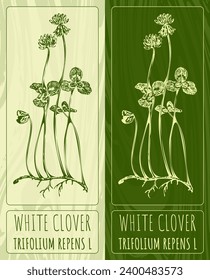 Vector drawings WHITE CLOVER. Hand drawn illustration. Latin name TRIFOLIUM REPENS L.
