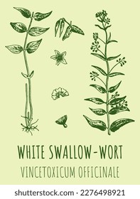 Dibujos vectores de SWALLOW-WORT BLANCO. Ilustración dibujada a mano. Nombre latino Vincetoxicum hirundinaria.
