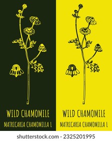Vector drawings WILD CHAMOMILE . Hand drawn illustration. Latin name MATRICARIA CHAMOMILLA L.
