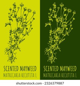 Vector drawings WILD CHAMOMILE . Hand drawn illustration. Latin name MATRICARIA CHAMOMILLA L.
