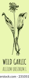 Vector drawings WILD GARLIC. Hand drawn illustration. Latin name ALLIUM URSINUM L.
