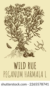 Vector drawings of WILD RUE. Hand drawn illustration. Latin name PEGANUM HARMALA L.
