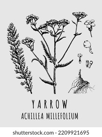 Vector drawings of Yarrow. Hand drawn illustration. Latin name ACHILLEA MILLEFOLIUM L.
