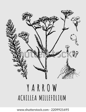 Vector drawings of Yarrow. Hand drawn illustration. Latin name ACHILLEA MILLEFOLIUM L.
