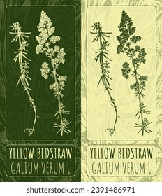 Vector drawings YELLOW BEDSTRAW. Hand drawn illustration. Latin name GALIUM VERUM L.
