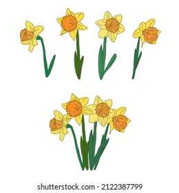 Vector drawings of yellow daffodils single and in a bunch on a white background. Illustration of flowers that grow in the spring time.