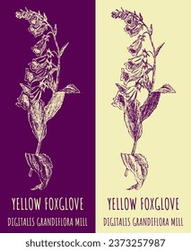 Vector drawings YELLOW FOXGLOVE. Hand drawn illustration. Latin name DIGITALIS GRANDIFLORA MILL.

