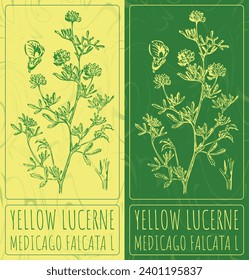 Vector drawings YELLOW LUCERNE. Hand drawn illustration. Latin name MEDICAGO FALCATA  L.
